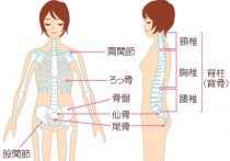 盆骨在什么位置图片 骨盆在身体的什么位置图