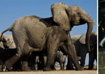 大象吃什么食物图片 大象的种类及演变