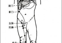 大腿内侧 肝经有什么穴位 肝经的主要穴位图片