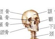 脸的下面骨头就什么呢 脸上的骨头是什么骨头？