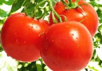 西红柿为什么能美白 每天吃几个西红柿才能做到美白
