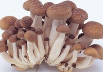 什么蘑菇热量最低 金针菇蘑菇冷冻后怎么吃