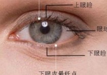 上眼皮神经在什么部位 眼睑在眼睛的哪个部位？