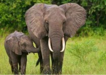 大象前后动作是干什么 大象走路为什么鼻子摇摆