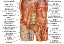 腰底部在什么位置图 腰骶在人体什么位置见图